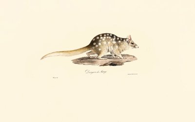 Quoll oriental de Jacques Christophe Werner