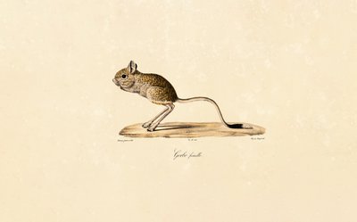 Gerbo egípcio (fêmea) de Jacques Christophe Werner