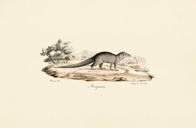 Mangusto egípcio de Jacques Christophe Werner