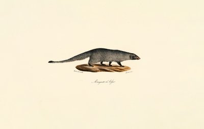 Mangusto egípcio de Jacques Christophe Werner