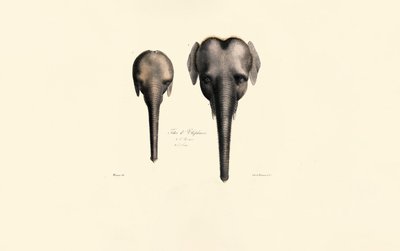 Comparação de cabeças de elefante de Jacques Christophe Werner