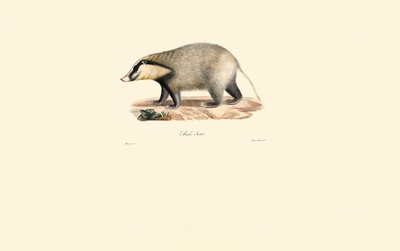 Texugo europeu de Jacques Christophe Werner
