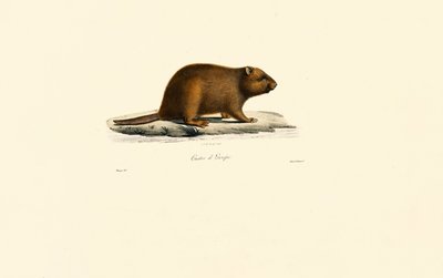 Castor europeu de Jacques Christophe Werner