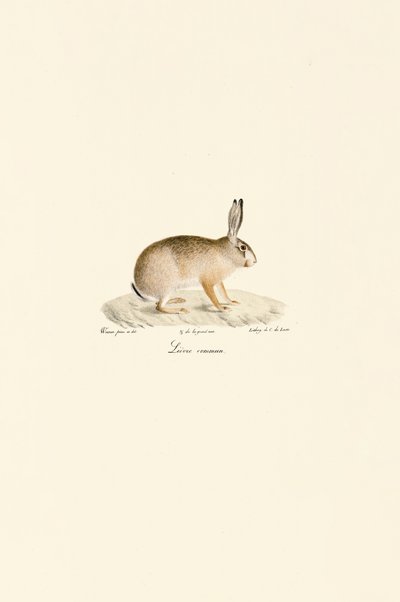 Lebre europeia de Jacques Christophe Werner