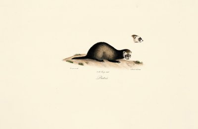 Gato-palheiro europeu de Jacques Christophe Werner
