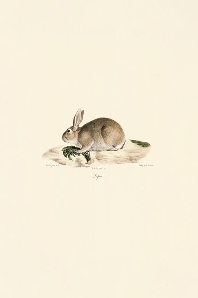 Coelho europeu (Lapin) de Jacques Christophe Werner