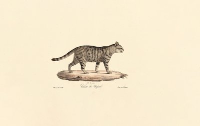 Gato selvagem europeu (Felis silvestris) de Jacques Christophe Werner