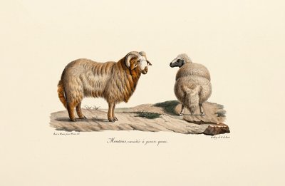 Ovelha de cauda gorda de Jacques Christophe Werner