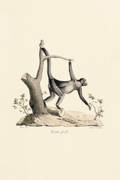 Macaco aranha preto fêmea de Jacques Christophe Werner