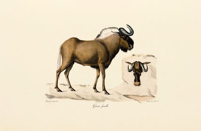 Fêmea de gnu azul de Jacques Christophe Werner