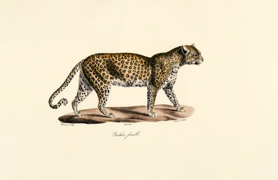 Fêmea de leopardo de Jacques Christophe Werner