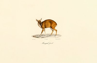 Fêmea Muntjac de Jacques Christophe Werner