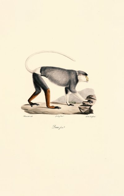 Macaco Patas fêmea de Jacques Christophe Werner