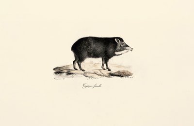 Pecari fêmea de Jacques Christophe Werner