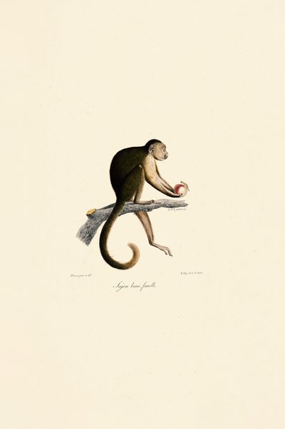 Fêmea de macaco-prego de Jacques Christophe Werner