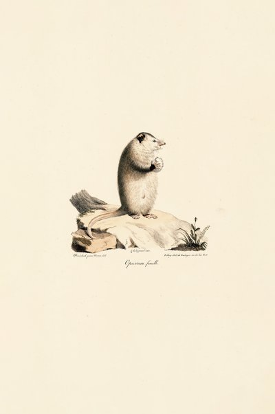 Fêmea de gambá da Virgínia de Jacques Christophe Werner