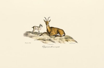 Cabra selvagem fêmea com cabrito de Jacques Christophe Werner