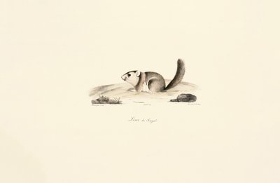 Esquilo da Gâmbia de Jacques Christophe Werner