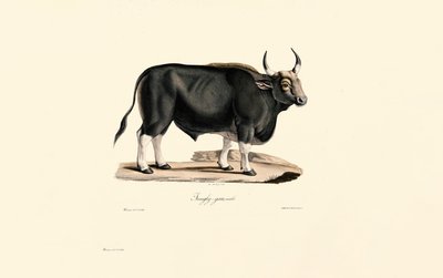 Gaur Masculino de Jacques Christophe Werner
