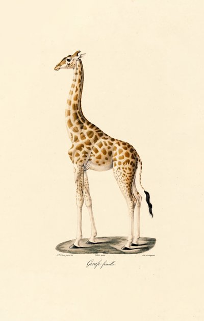 Girafa (Fêmea) de Jacques Christophe Werner