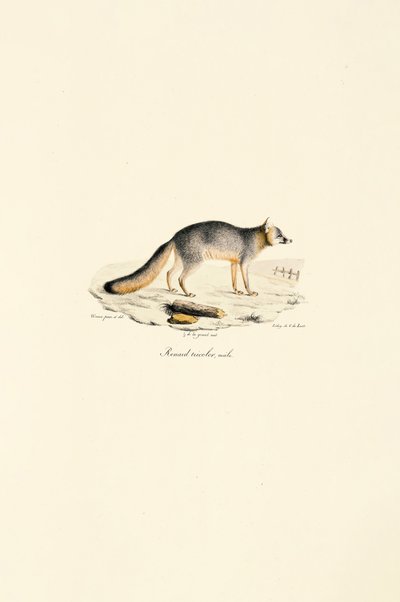 Macho de raposa cinzenta (Urocyon cinereoargenteus) de Jacques Christophe Werner