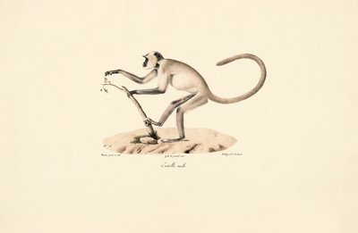 Langur de Hanuman cinzento de Jacques Christophe Werner