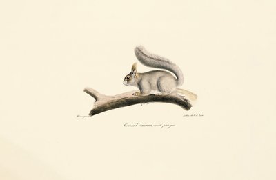 Esquilo cinzento (variante do esquilo europeu) de Jacques Christophe Werner