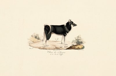 Cão da Gronelândia de Jacques Christophe Werner