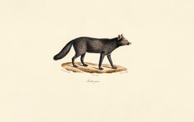 Suricata cinzento de Jacques Christophe Werner