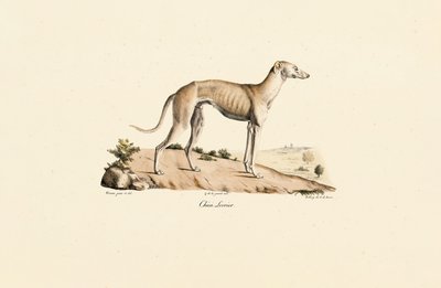 Galgo de Jacques Christophe Werner