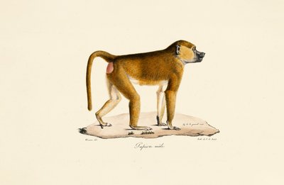 Babuíno da Guiné (macho) de Jacques Christophe Werner