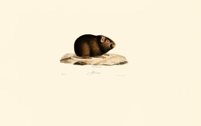Porquinho-da-índia de Jacques Christophe Werner