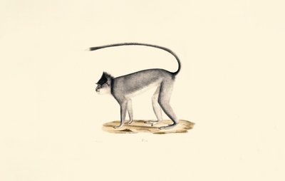Langur de Hanuman de Jacques Christophe Werner