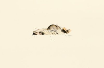 Rato doméstico de Jacques Christophe Werner