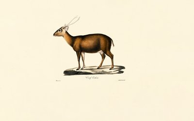 Muntjac indiano (Cerf Cochon) de Jacques Christophe Werner