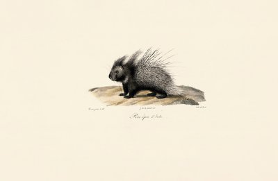 Porco-espinho de crista italiana de Jacques Christophe Werner