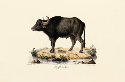 Búfalo de água italiano de Jacques Christophe Werner