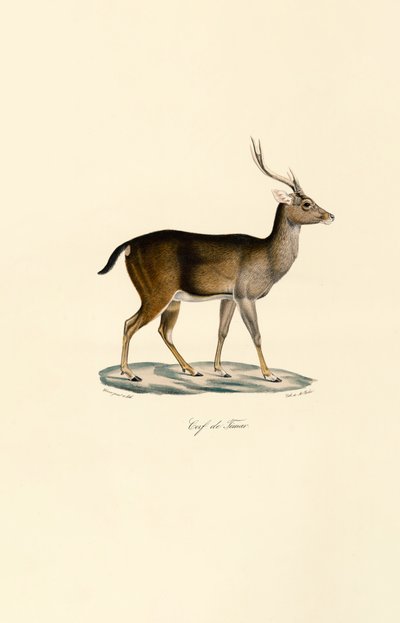 Javan Rusa de Jacques Christophe Werner