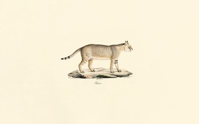 Gato da selva de Jacques Christophe Werner