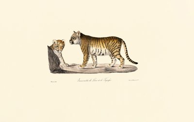 Híbrido de leão e tigre de Jacques Christophe Werner