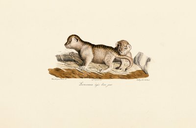 Filhotes de leão com um dia de idade de Jacques Christophe Werner