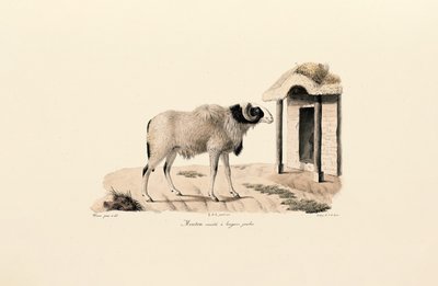 Ovelha Barbary de patas longas de Jacques Christophe Werner
