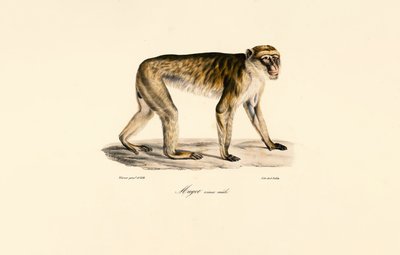 Macaque de cauda longa (macho) de Jacques Christophe Werner