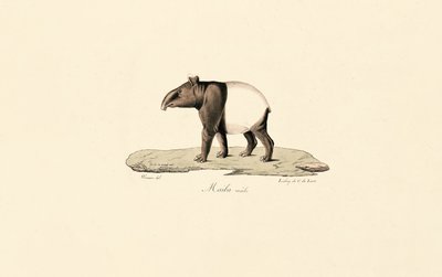 Anta da Malaia de Jacques Christophe Werner