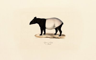 Anta da Malaia de Jacques Christophe Werner