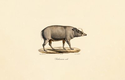 Homem Babirusa de Jacques Christophe Werner