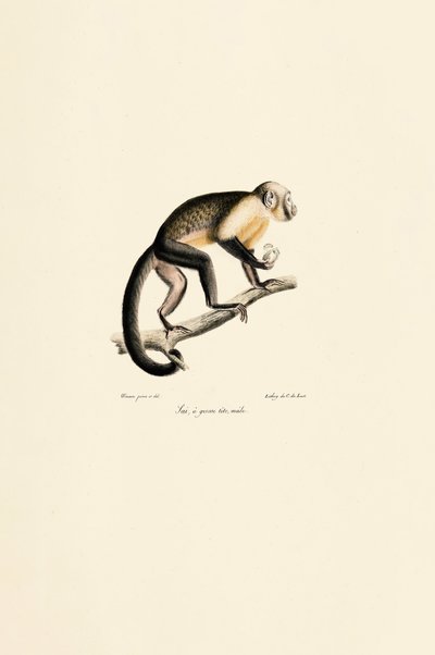 Macaco esquilo comum macho de Jacques Christophe Werner