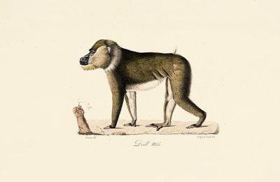 Babuíno Gelada macho de Jacques Christophe Werner
