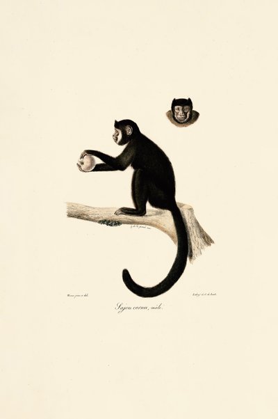 Macho de capuchinho com chifres de Jacques Christophe Werner