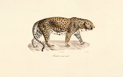 Leopardo macho de Jacques Christophe Werner